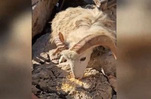 Abandoned Herd Discovered in Dire Condition on Tiny Rock Islet