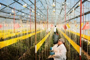 The Race to Save Ketchup: Building a Tomato for a Hotter World