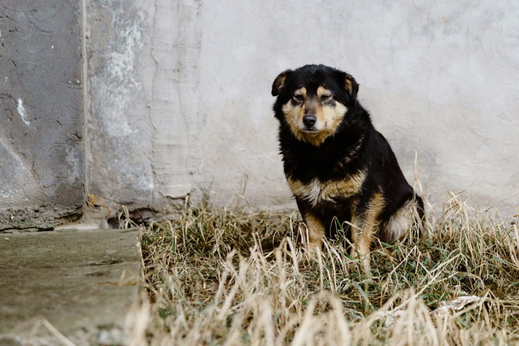 Greek Court Hands Down Suspended Term to Man for Animal Cruelty