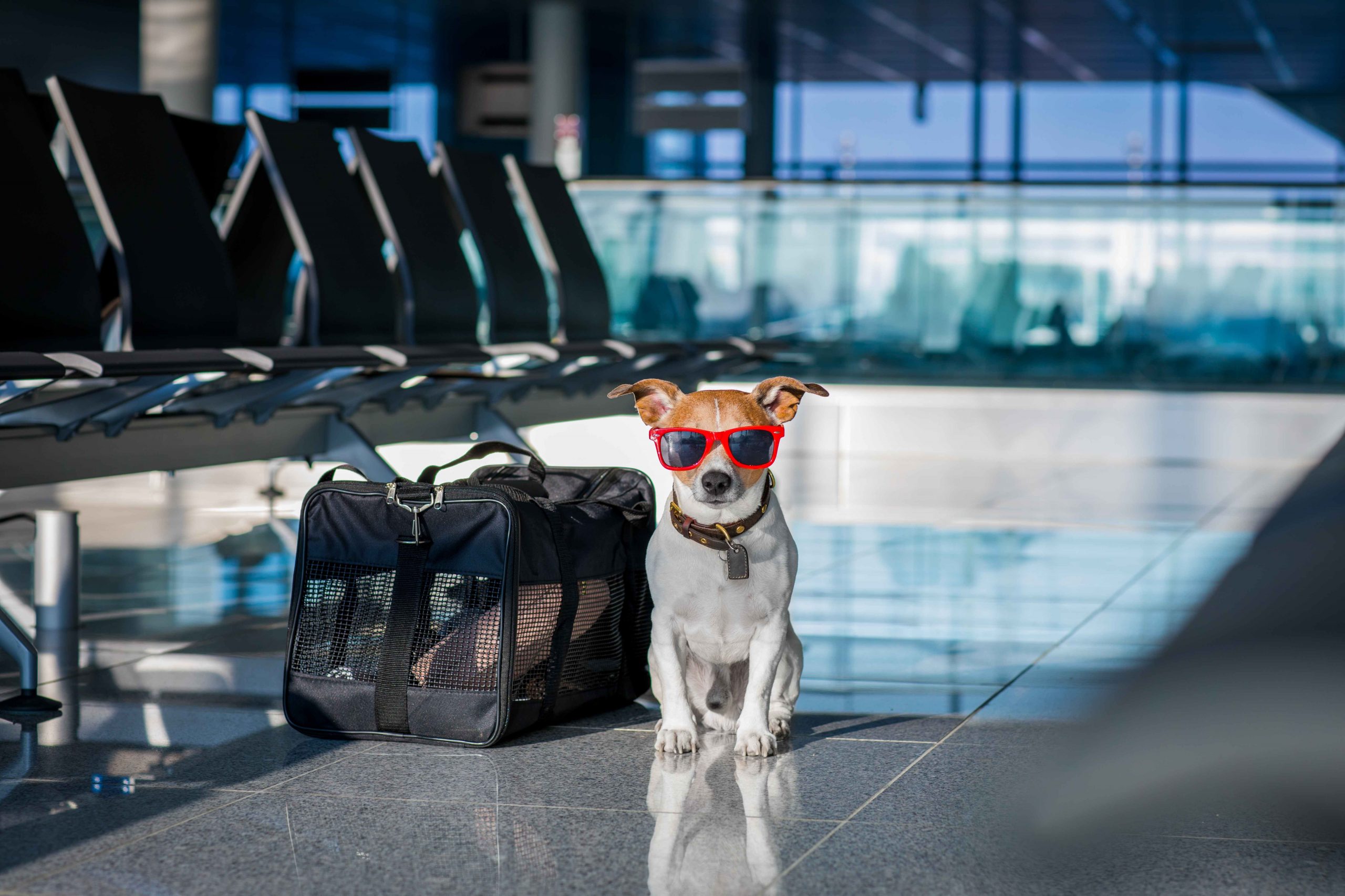 These Dogs Ended Up on a No-Fly List. Their Owners Are Baffled. - WSJ