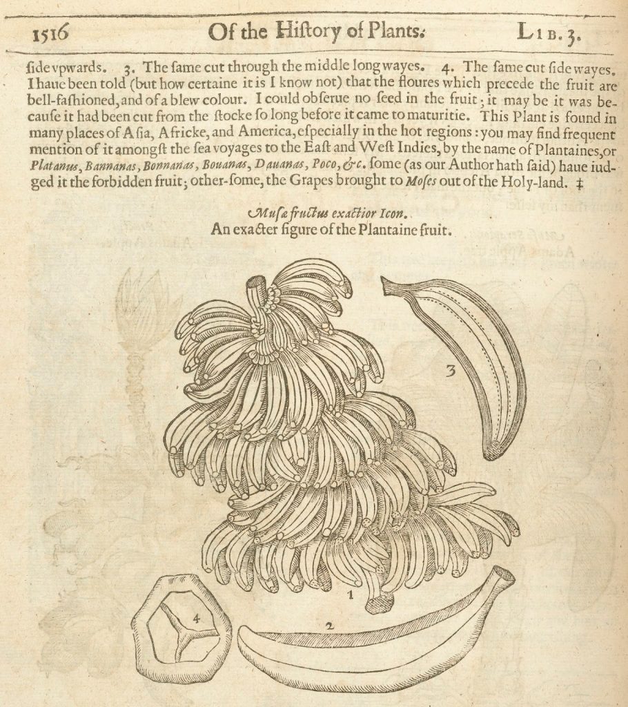 Page 1516 of the Johnson edition of The Herball or Generall Historie of Plantes.