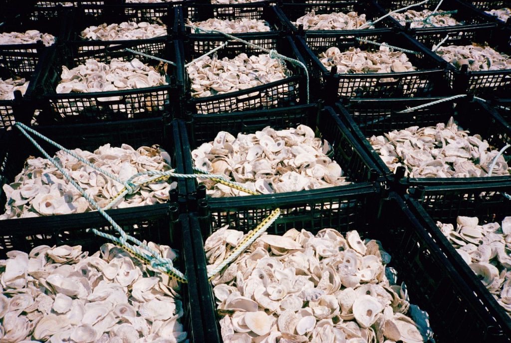 The ‘Save the Oceans’ Tax Break: Recycling Oyster Shells