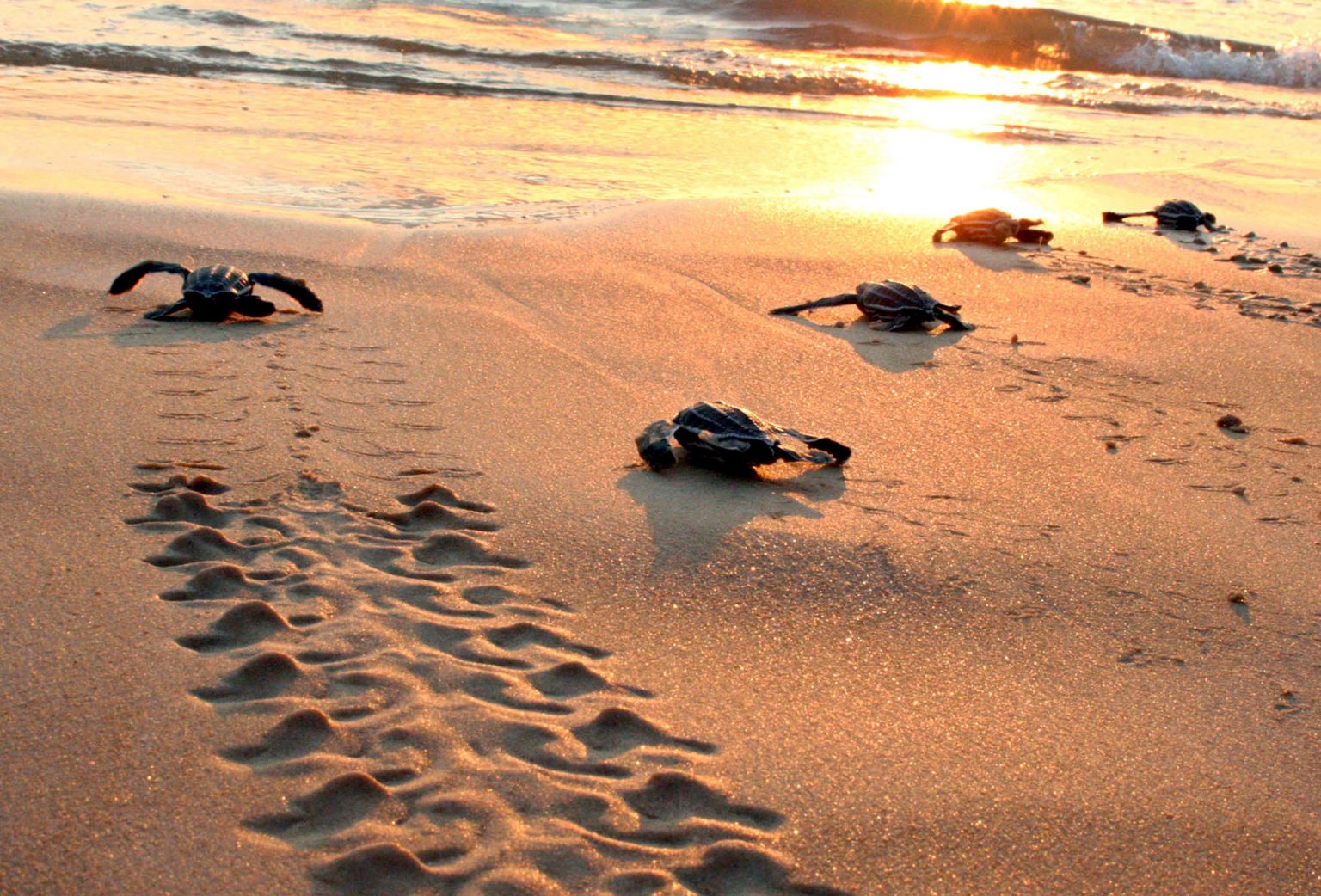 Climate Change Driving Greece's Loggerhead Turtles to Nest Early ...