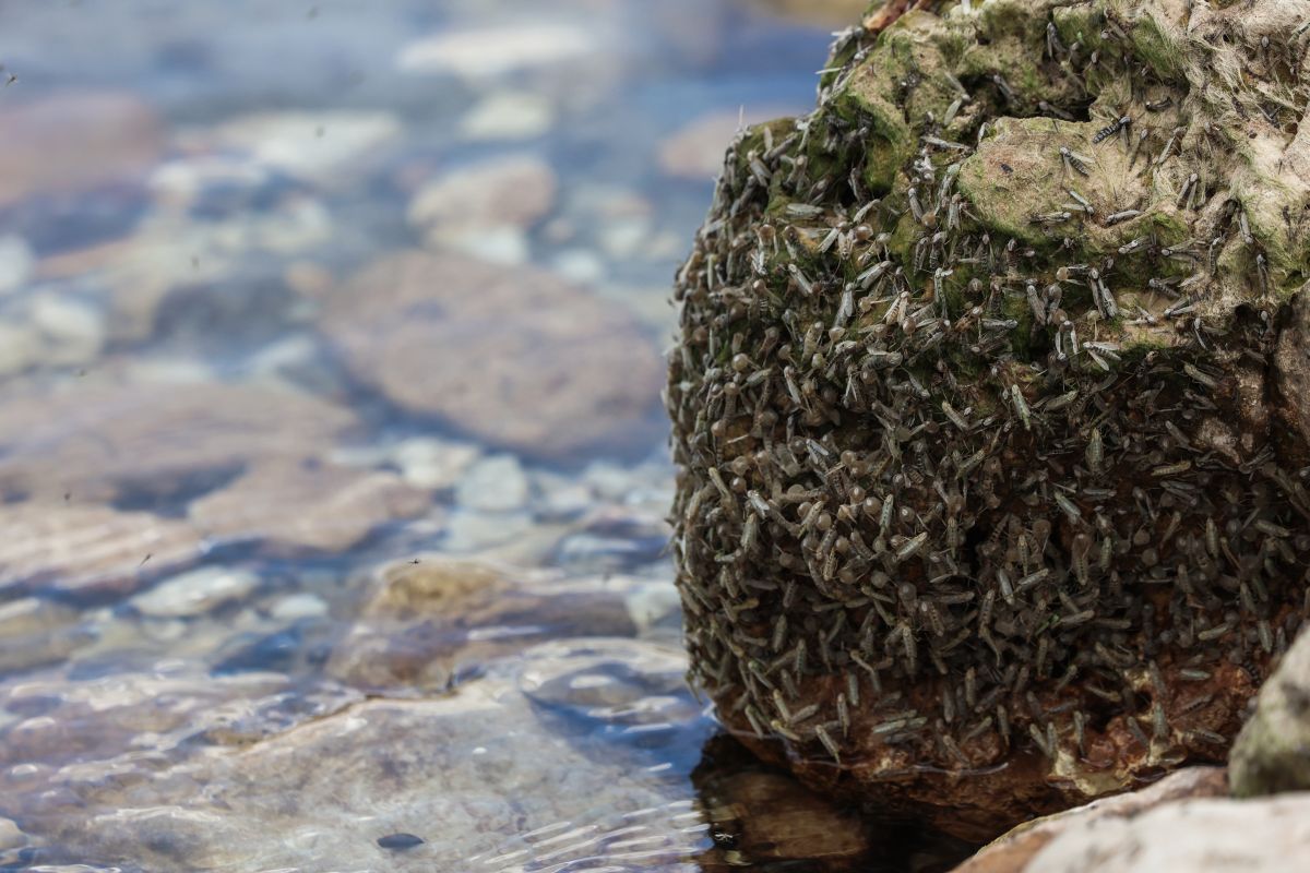 Thessaly: Flood-Stricken Areas Infested with Insects