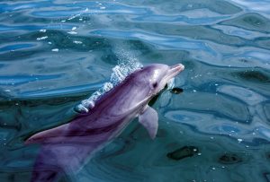 Waters off Loutraki a Magnet for Med’s Dolphins