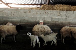 Goatpox Confirmed in Greece’s Evros Region