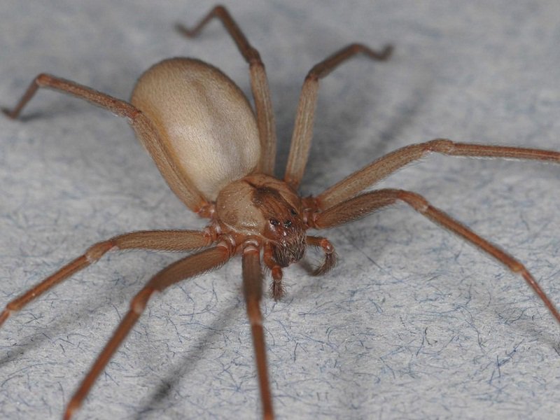 Spider Bite Suspected in Man’s Death in Western Greece