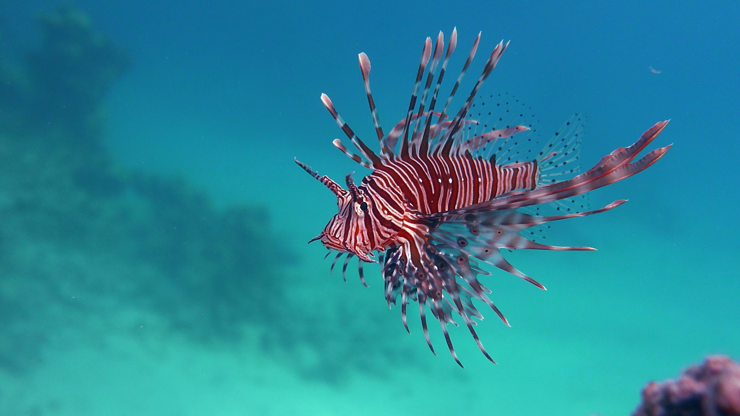 Invasive Species in Greece:   If You Can’t Beat ‘Em, Eat ‘Em!