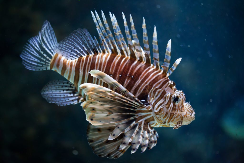 The lion fish, or turkey fish, is often admired for its beauty and can be found in fish tanks