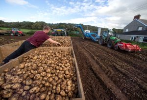 Naxos Potato Crisis: Drought and Poor Infrastructure Hit Production