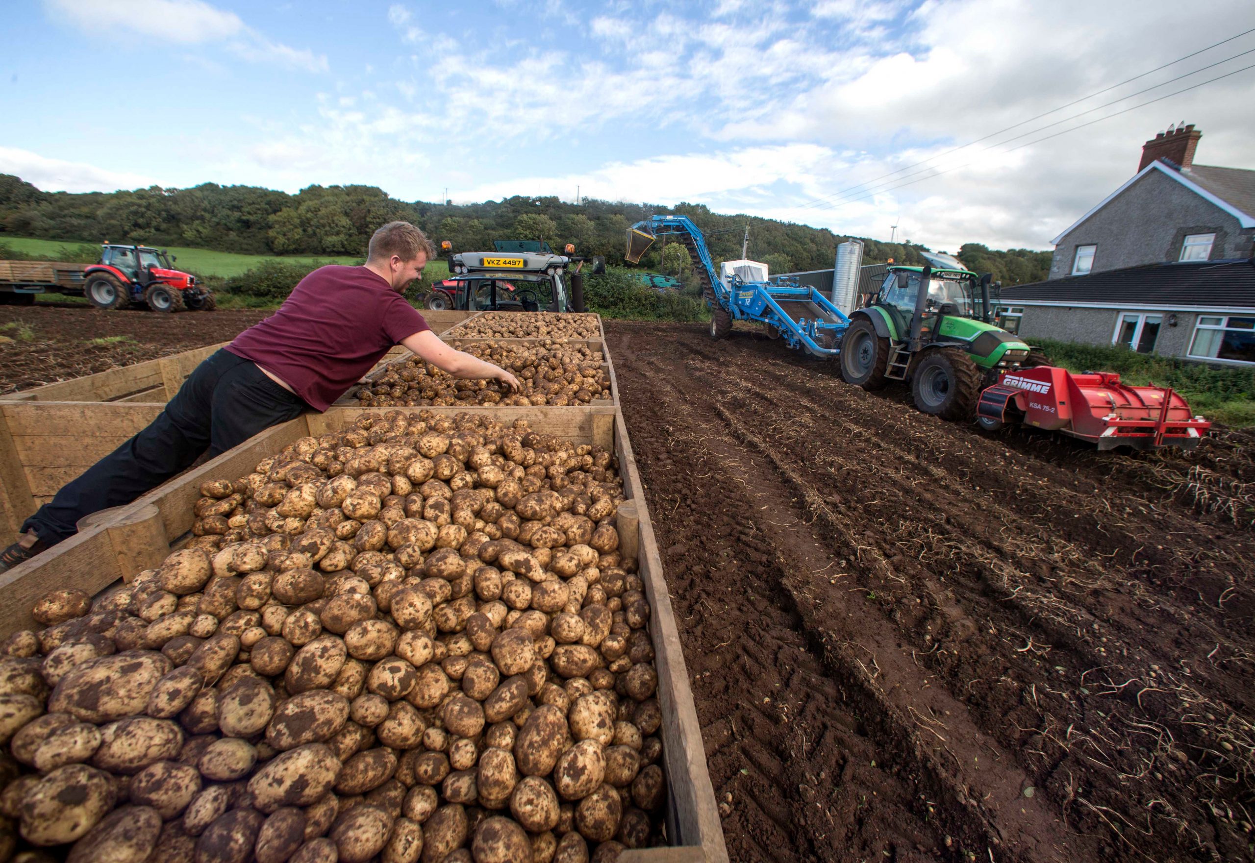 Naxos Potato Crisis: Drought and Poor Infrastructure Hit Production