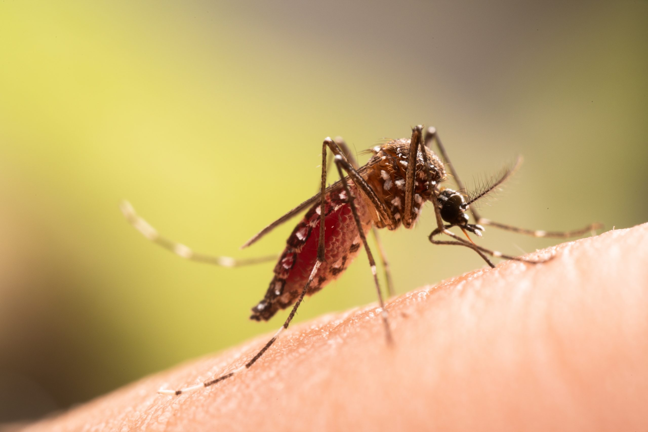 West Nile Virus on the Rise in Greece