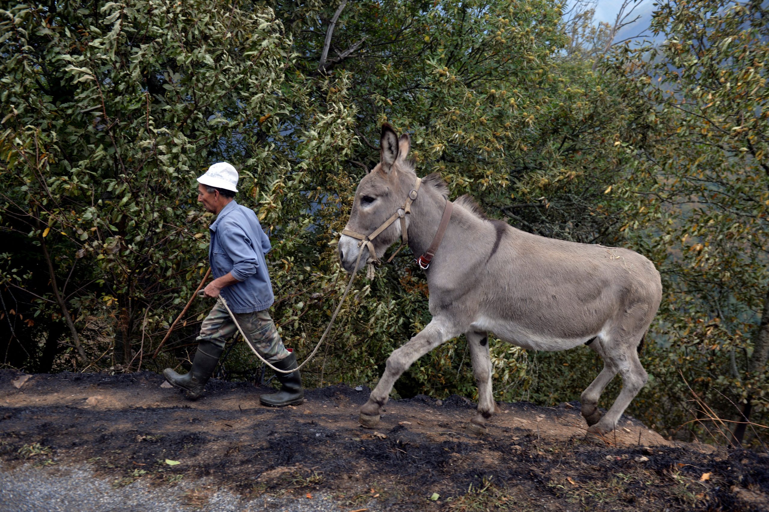 Donkey on Santorini Collapses Carrying Load of Trash