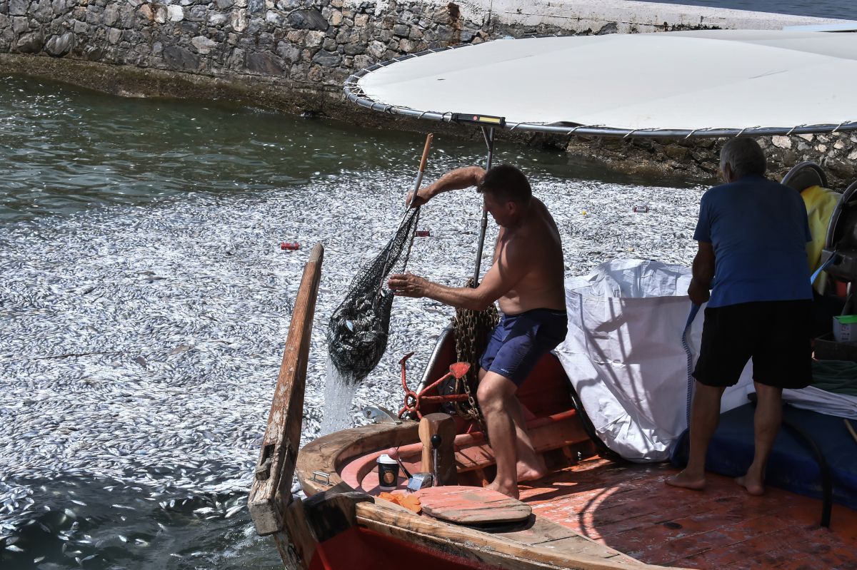 Thousands of Dead Fish ‘Blanket’ Waters off Volos