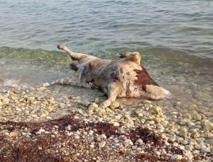 Cattle Corpses Wash Ashore on Lefkada Coast