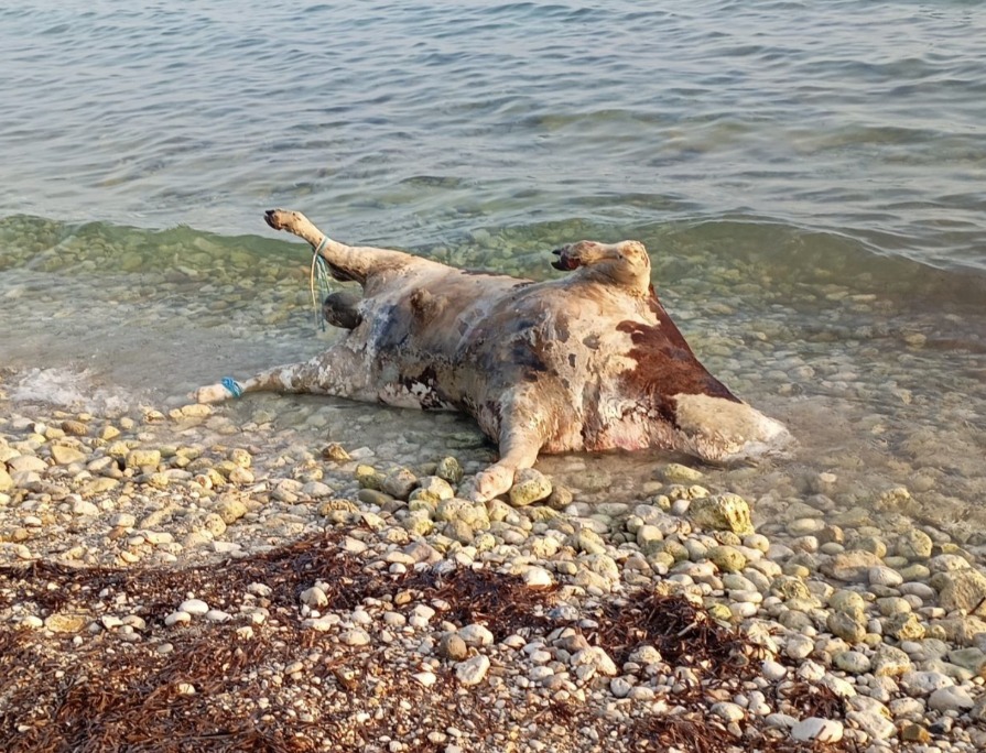 Cattle Corpses Wash Ashore on Lefkada Coast