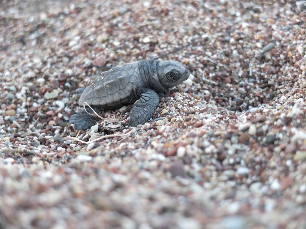 Caretta caretta