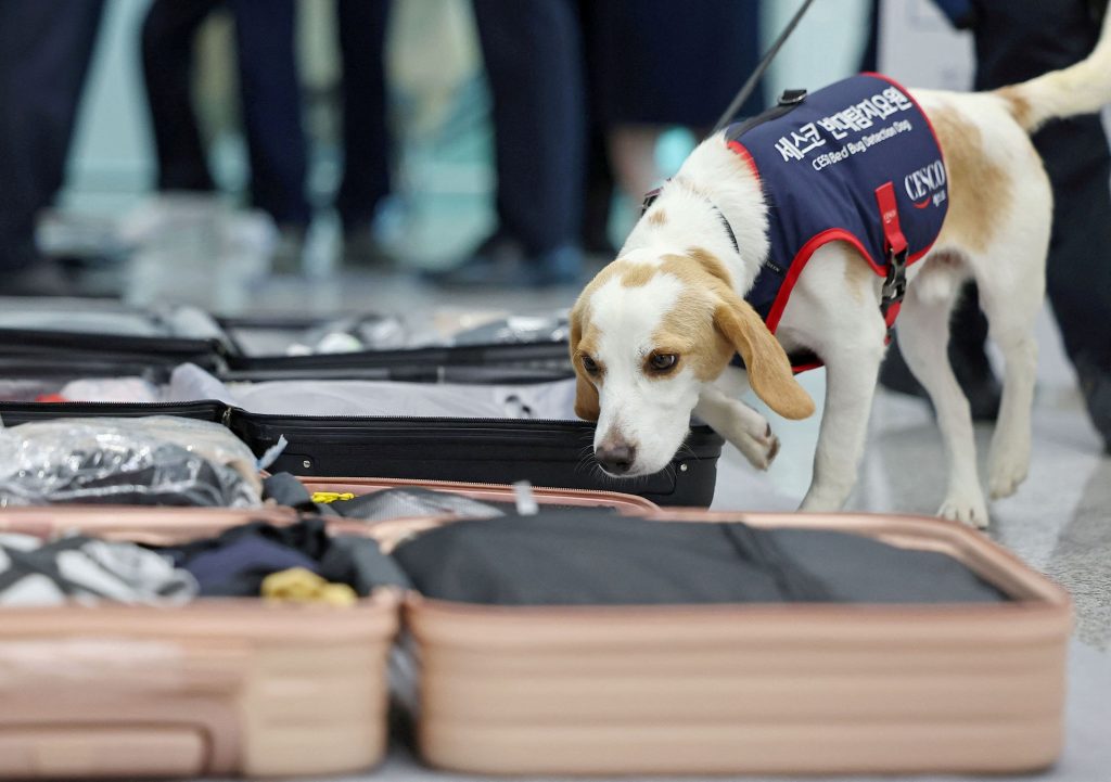 Nation With Lowest Birthrate Is Rocked by Soaring Sales of Dog Strollers