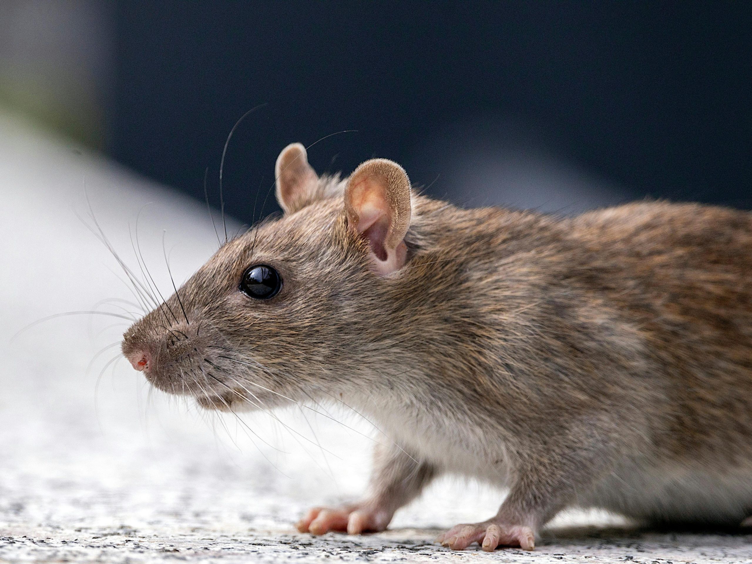 Rats Take Over Syntagma Square, Experts Concerned (video)