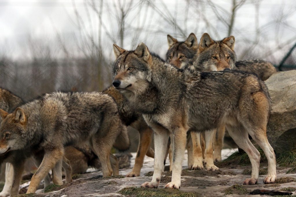 EU Downgrades Protection Status of Wolves, Paves Way for Culls