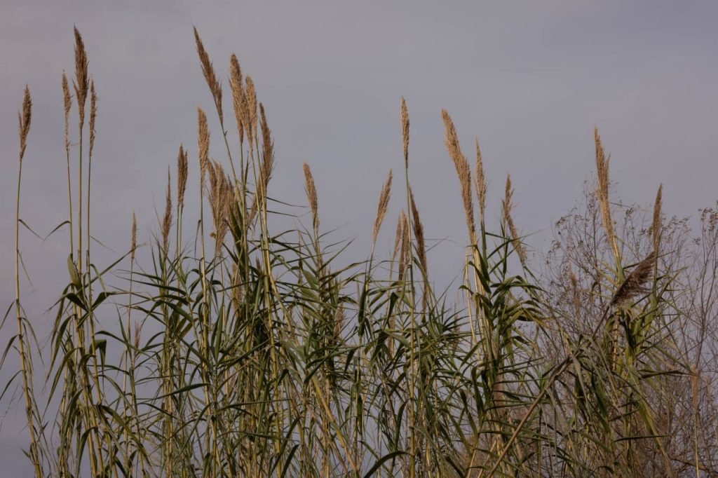 How Russia Profits From Ukraine Invasion by Selling Stolen Grain on a Global Black Market