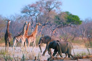 Drought-Stricken Countries Kill Elephants to Feed the Hungry