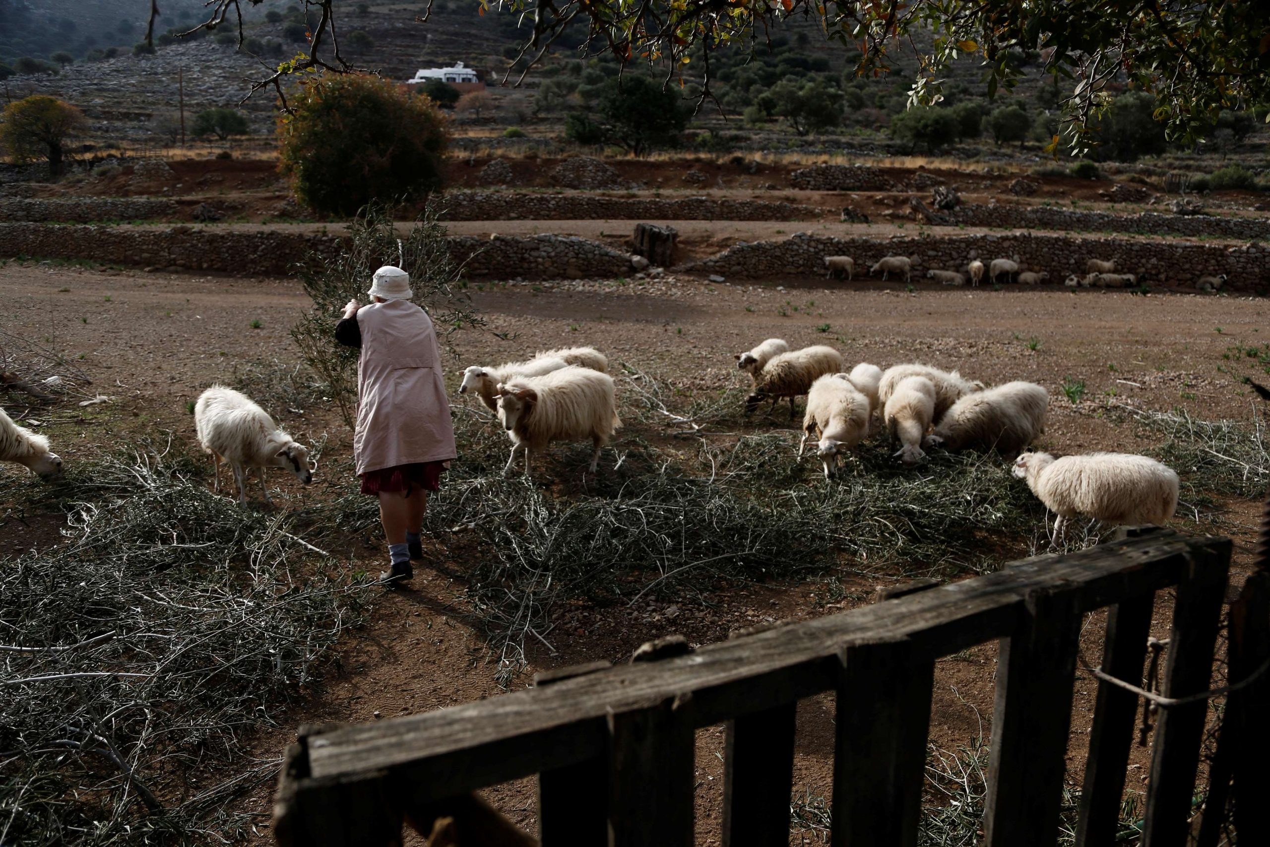 Transport of Sheep, Goats Banned for 10 Days Due to Sheeppox