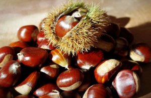 Climate Change Threatens Greece’s Chestnut Harvest