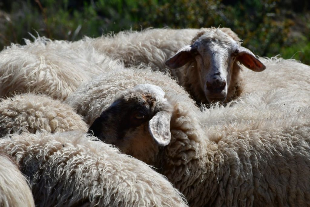 10-Day Livestock Movement Ban Sparks Fears for Greek Farmers