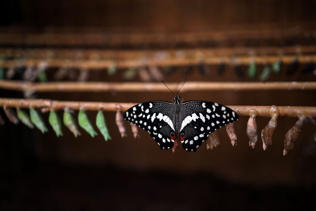 Greece's butterflies