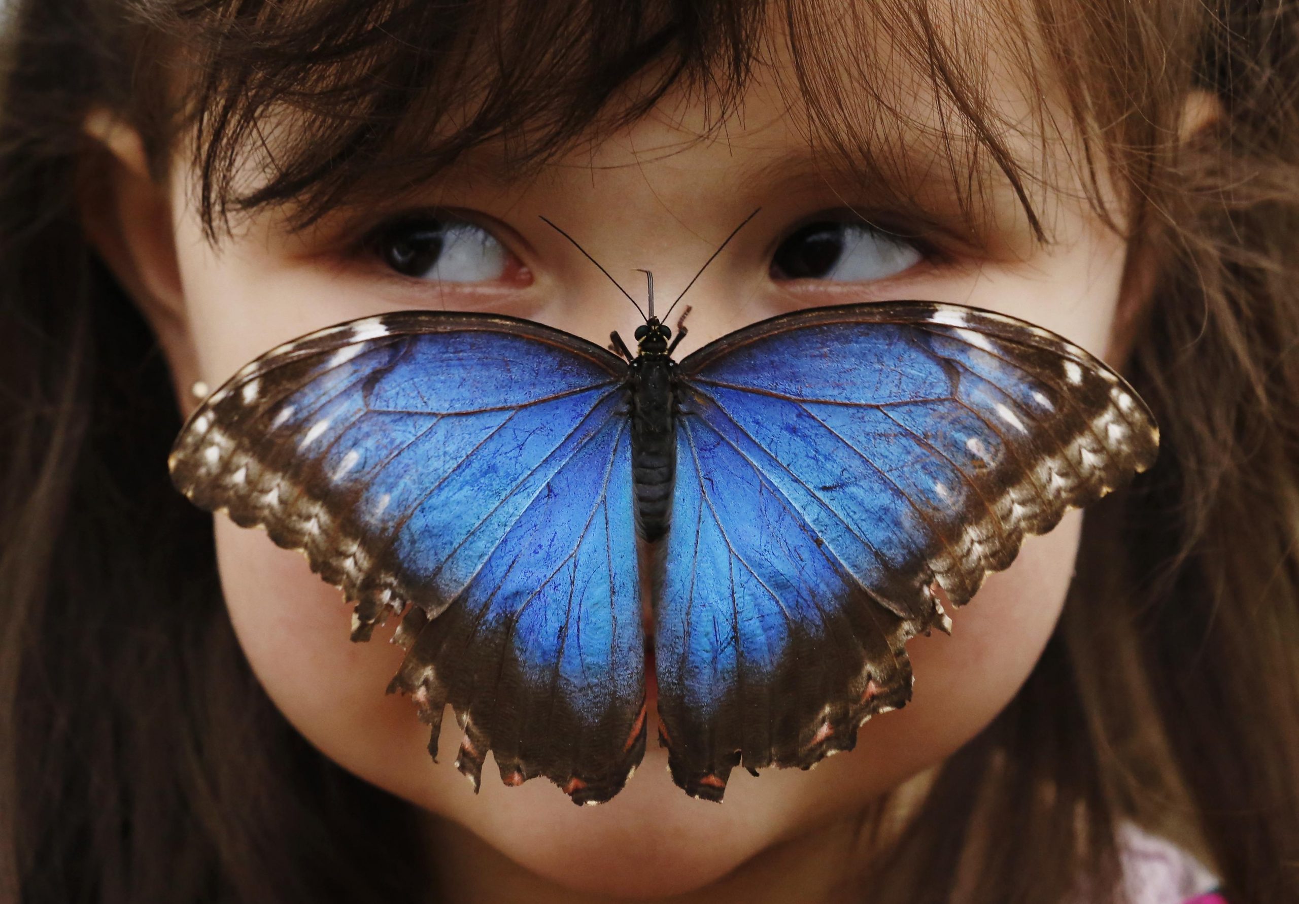 Greece’s Butterflies Struggle for Survival Amid Climate Change