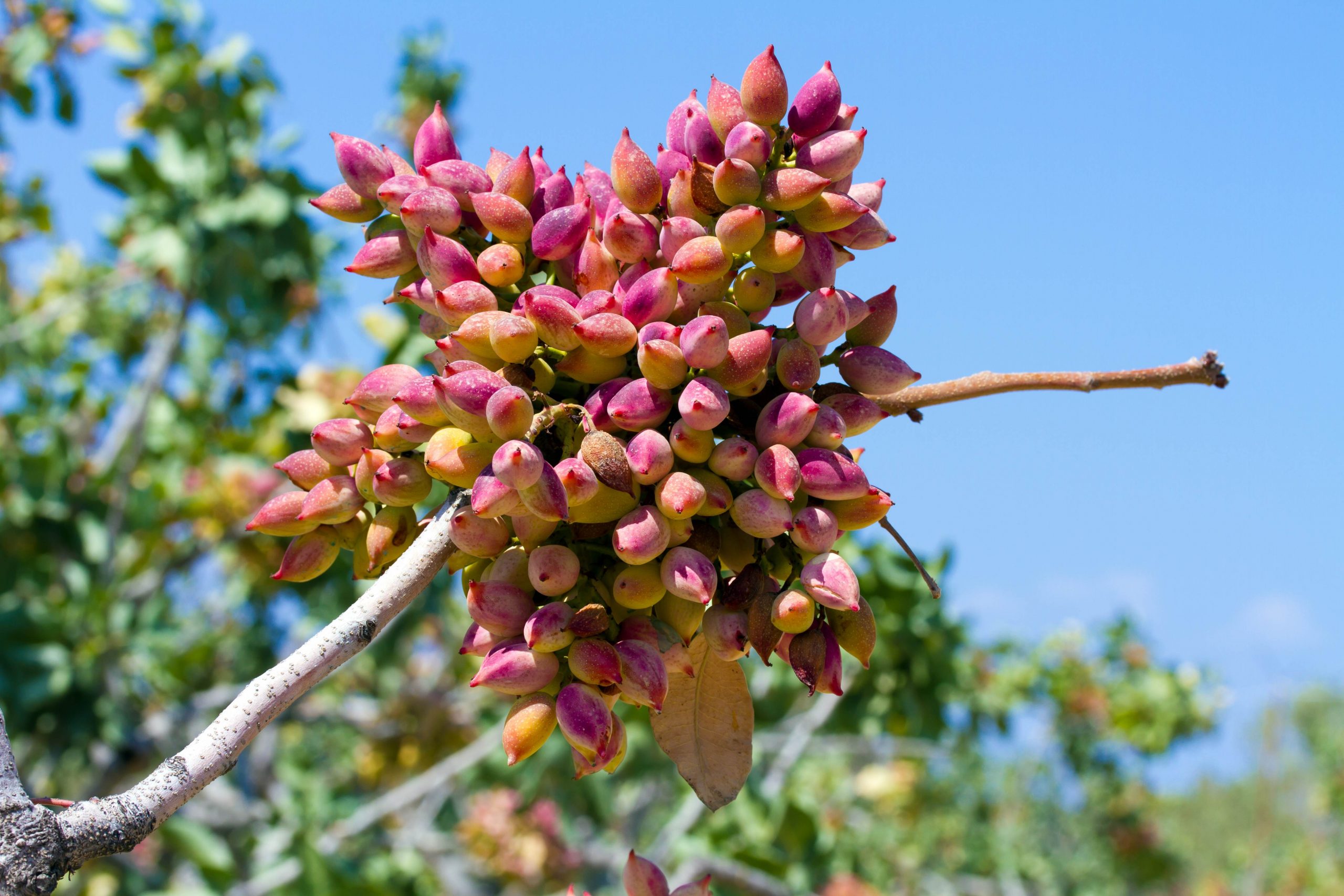 Top Ranking for Aegina Pistachios