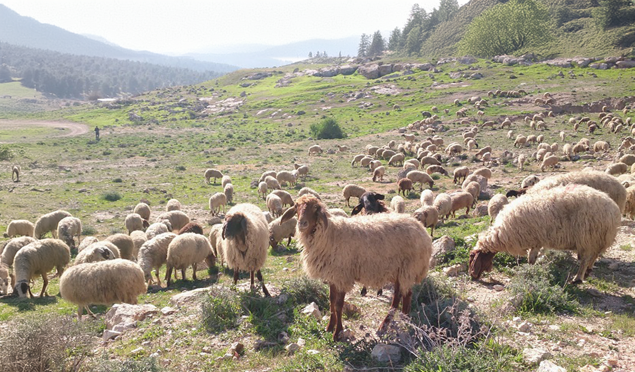 Greek Farmers to Register Livestock in Annual Census