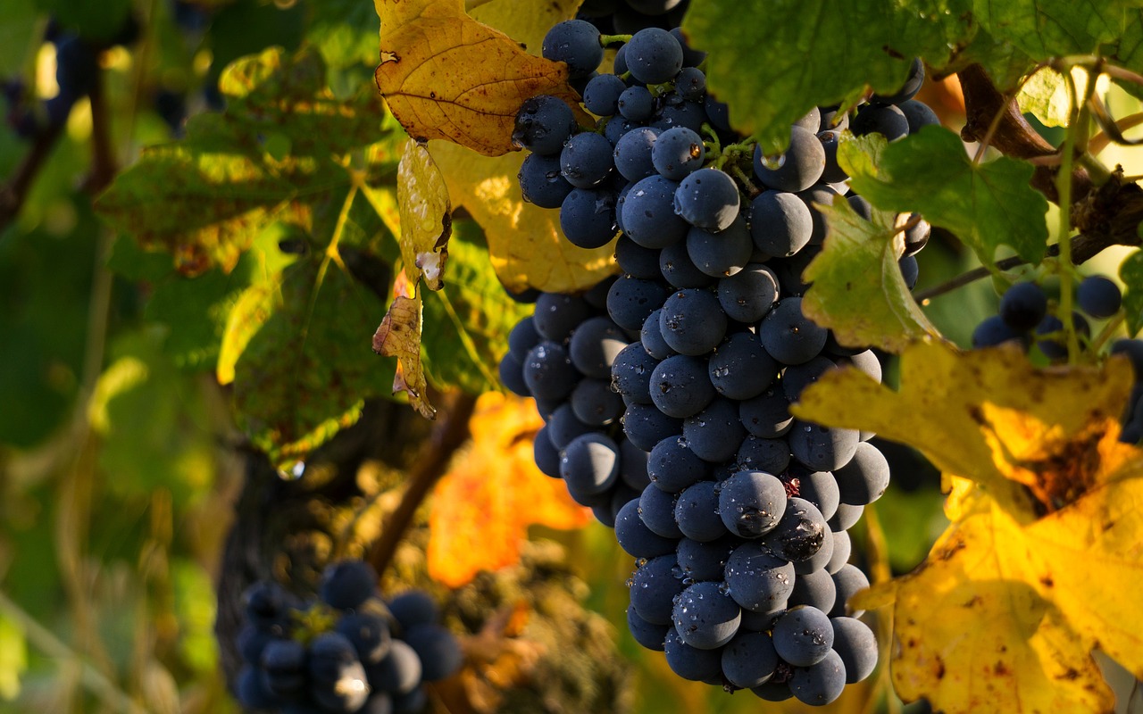 International Xinomavro Day: Honoring Greece’s Premier Grape on November 1st