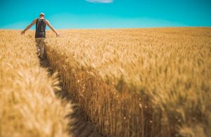 Eurostat: EU Agricultural Output Declines by 1.5% in 2023