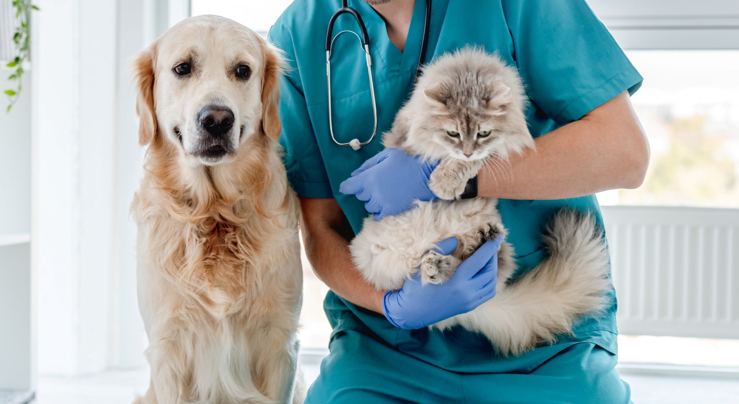 Pet Sick Days Are the New Employee-Perk Battleground