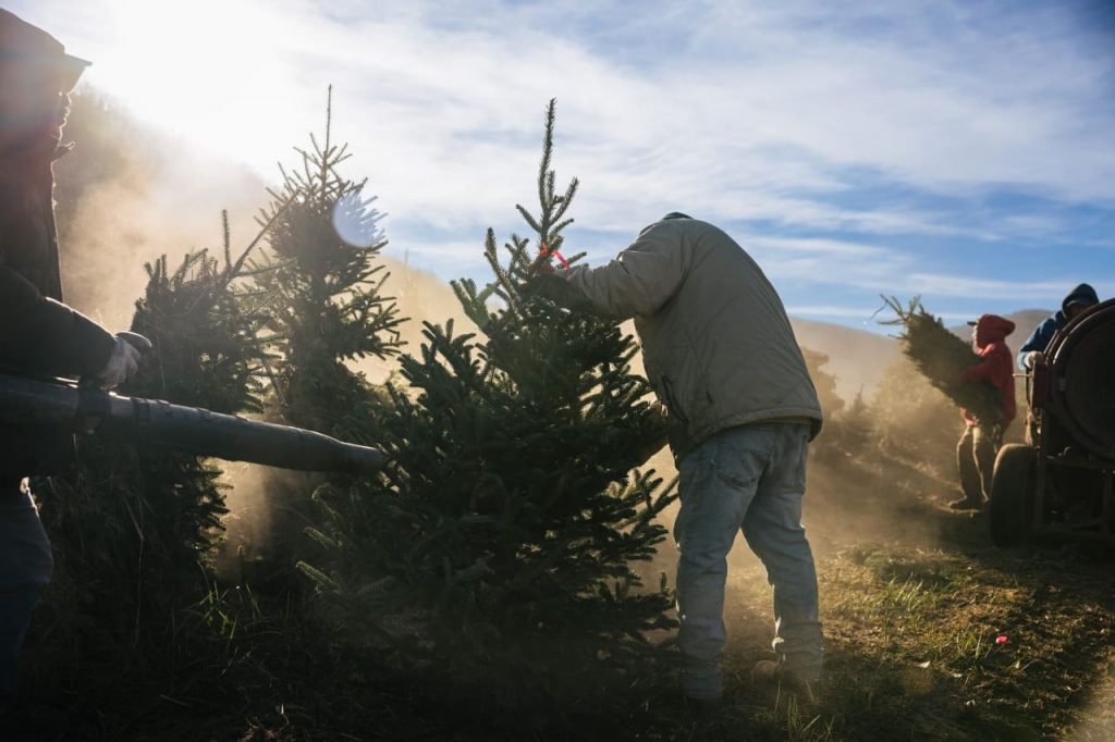 Christmas Tree Farmers Haven’t Had It This Hard in Years