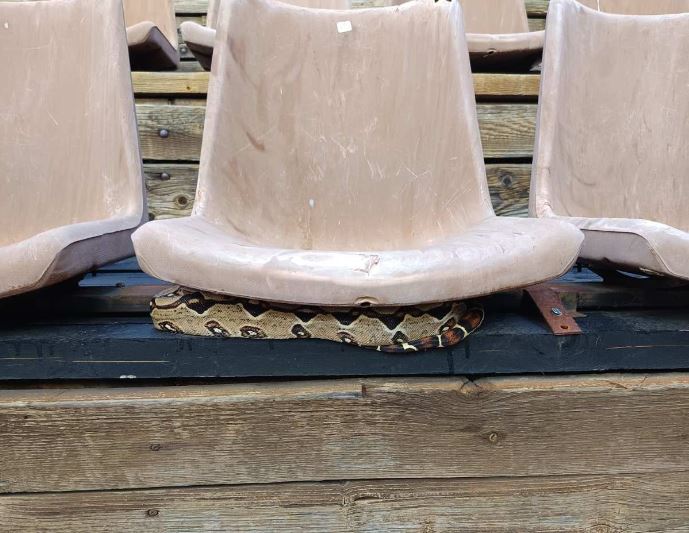 Boa Constrictor Found Under Seat at Athens’ Outdoor Theater