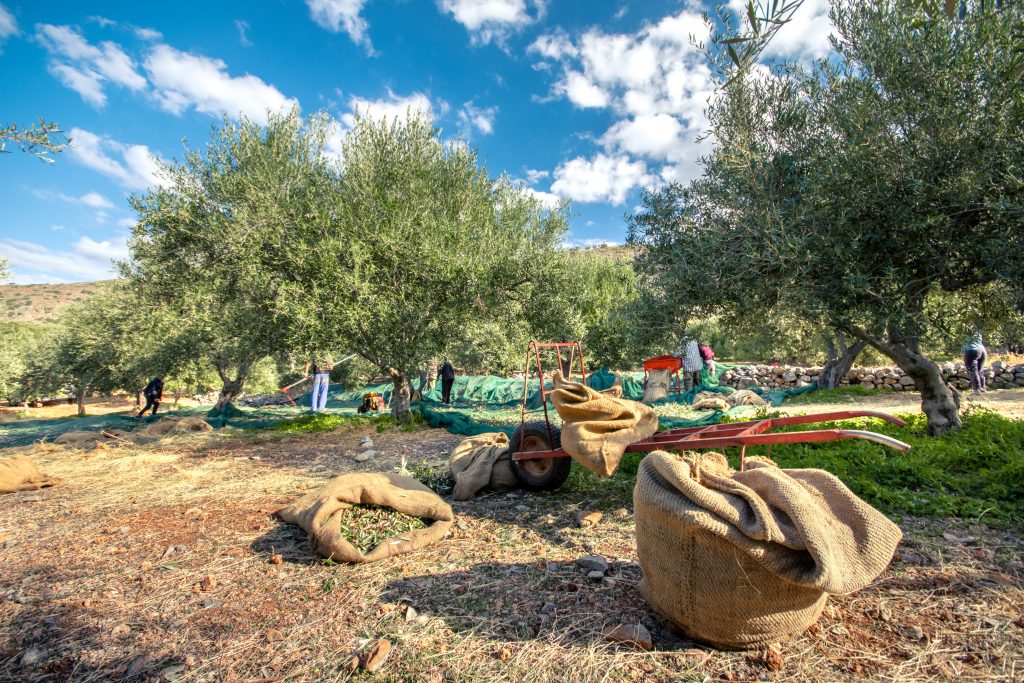 From the Comforts of the City to Grandpa’s Olive Grove