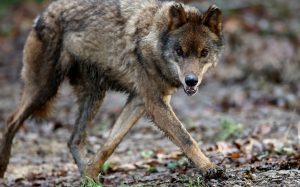 Wolves Return to Taygetus Peloponnese After Nearly a Century