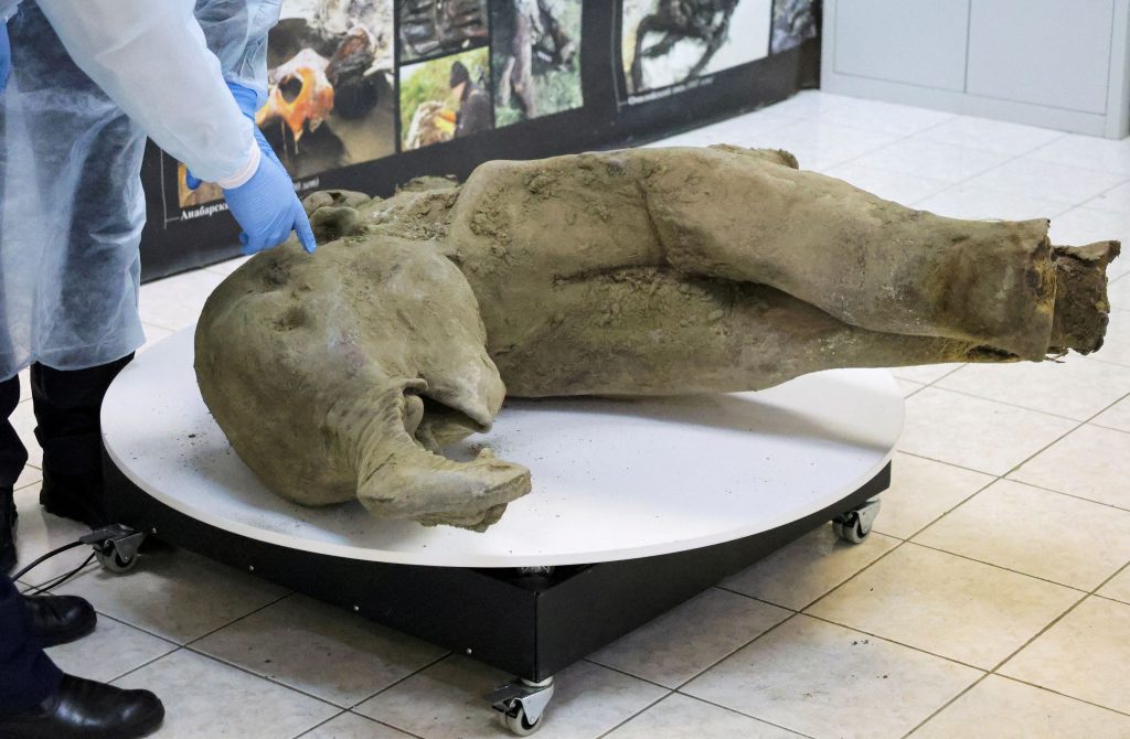 Remarkably Intact Young Mammoth Discovered in Siberia