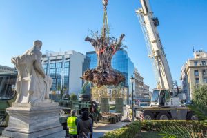 A 700-year-old Olive Tree Rescued and Relocated to Athens