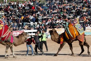 Camel Wrestling: Turkey’s Bizarre Tradition